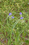 Hairyflower spiderwort